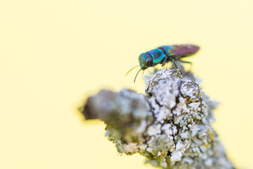 Macro image of an insect in Germany