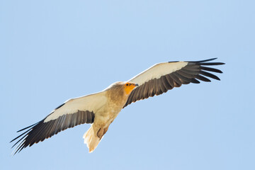 Egyptian Vulture - Schmutzgeier - Neophron percnopterus ssp. percnopterus, Tajikistan, adult