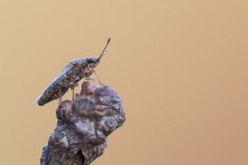 Macro image of an insect in Germany