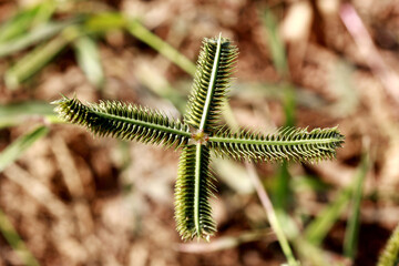 Dactyloctenium Aegyptium 