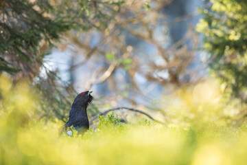 Western Capercaillie - Auerhuhn - Tetrao urogallus ssp. crassirostris, Germany (Baden-Württemberg), adult male