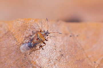 Macro image of an insect in Germany