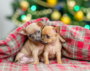Fototapeta na wymiar Two Toy terrier puppies sit together under warm blanket at home with Christmas tree on background