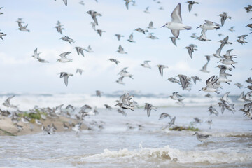 Sanderling - Sanderling - Calidris alba, Germany (Hamburg), at high-tide roost with Dunlin and Red Knot