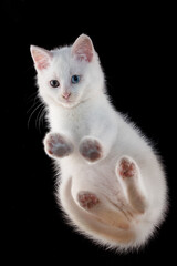Little white kitten