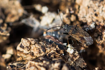 Macro image of an insect in Germany