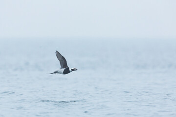 Long-tailed Duck - Eisente - Clangula hyemalis, Germany (Mecklenburg-Vorpommern), adult, male
