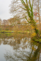 Bare tree with climbing plants leaning towards a lake reflecting on the water with a small gazebo in the background, cloudy autumn day in a nature reserve, south Limburg, the Netherlands