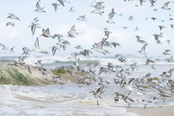 Dunlin - Alpenstrandläufer - Calidris alpina, Germany (Hamburg), at high-tide roost with Sanderling and Red Knot