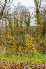 Autumn wild vegetation with few yellow leaves, a river, bare trees and climbing plants on the tree trunks, Stein castle in the blurred background, cloudy day in South Limburg, the Netherlands