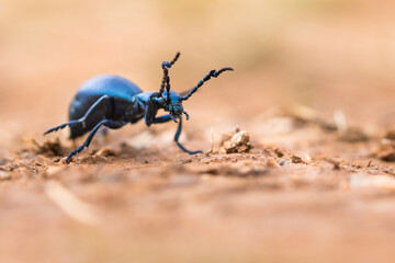 Macro image of an insect