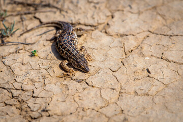 Steppe runner lizard or Eremias arguta close on dry ground