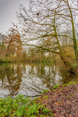 Fototapeta na wymiar Lake shore with dry and wet brown leaves on the ground surrounded by bare trees with the last green touches of the season, cloudy autumn day in a nature reserve, south of Limburg, Netherlands