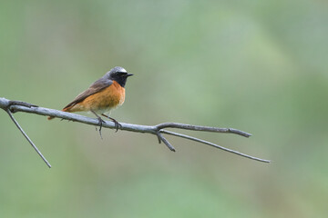 Common Redstart - Gartenrotschwanz - Phoenicurus phoenicurus ssp. phoenicurus, Russia (Oblast Irkutsk), adult male
