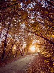 Alley in the autumn park with colorful trees and sunlight.