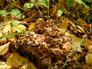 mushrooms in the forest