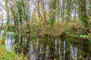 Stream between bare trees with their trunks covered by climbing plants, algae bloom in the water,...