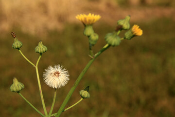 Sonchus Oleraceus.