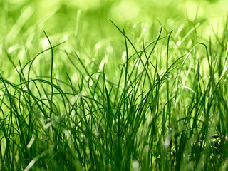 Green fresh grass spring background.