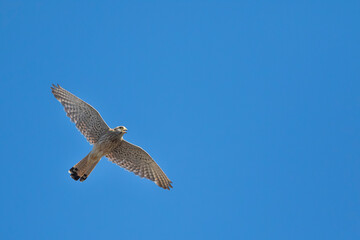 Common Kestrel - Turmfalke - Falco tinnunculus ssp. tinnunculus, Germany (Baden-Württemberg), adult, female