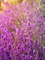 Fototapeta premium Soft focus on lavender flowers.