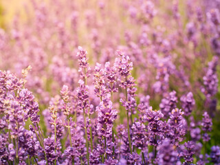 Soft focus on lavender flowers.