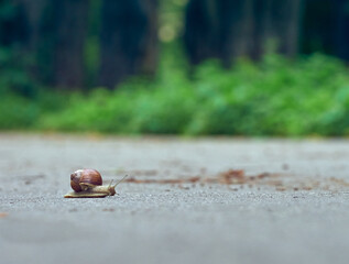 Slow grape snail crawl on the asphalt in the park