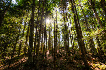 Obraz premium Deep in the forest tall trees and sunlight shines through the leaves