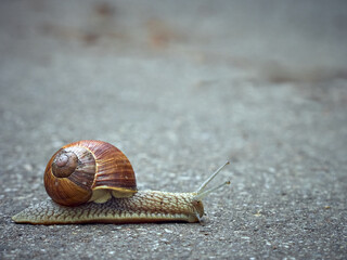 Slow grape snail crawl on the asphalt in the park