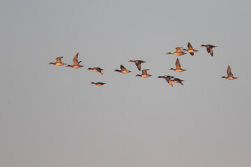 Eurasian Wigeon - Pfeifente - Mareca penelope, Germany (Niedersachsen), flock with Pintail