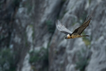 Lammergeier - Bartgeier - Gypaetus barbatus ssp. barbatus, Tajikistan, adult