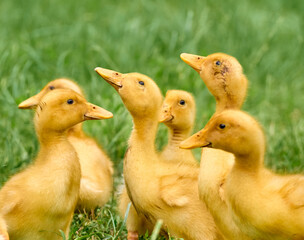 Cute young ducklings on a natural background.