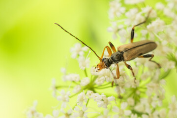 Macro image of an insect in Germany