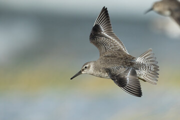 Red Knot - Knutt - Calidris canutus, Germany (Hamburg), 1st cy