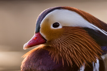 Mandarin Duck - Mandarinente - Aix galericulata, Germany (Baden-Württemberg), adult, male