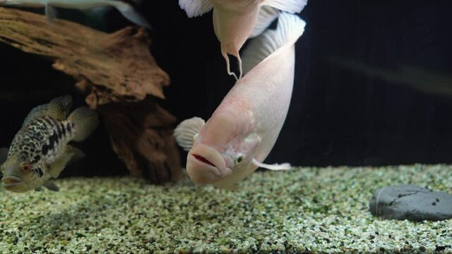 A real or giant gourami is a freshwater ray-finned fish of the macropod family. swims in a large aquarium.