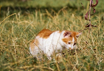 Kitten playing in the grass.