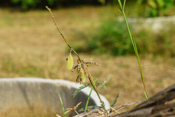The harry caterpillar is clipping the pods of the sunn hemp tree (Crotalaria juncea)