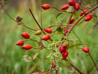 Rose hip on bush close-up.