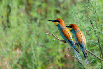 Two European bee-eaters sits on an inclined branch on a blurred green background in bright sunlight