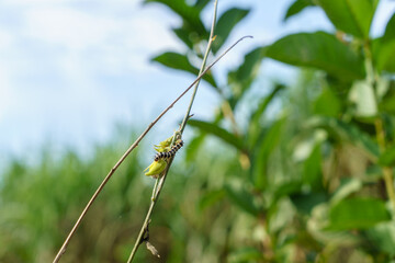 The harry caterpillar is clipping the flowers of the sunn hemp tree (Crotalaria juncea)