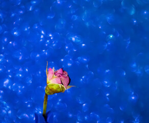 Fototapeta na wymiar Flower on a blue background. Lilac rose. Macro. Beautiful bokeh. Natural concept. Copy space. Selective focus.