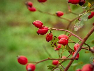 Rose hip on bush close-up.