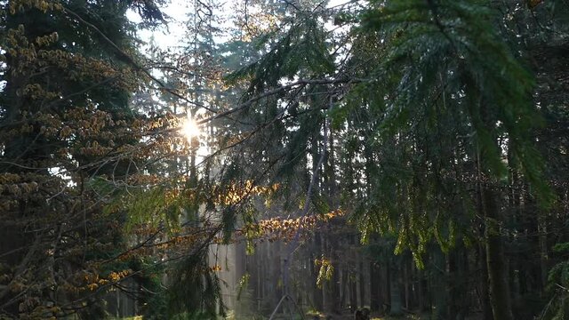 monring sunshine in a green forrest