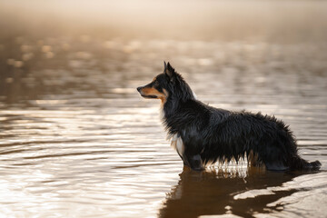 dog in the water. Active Border Collie on the lake. Pet in nature