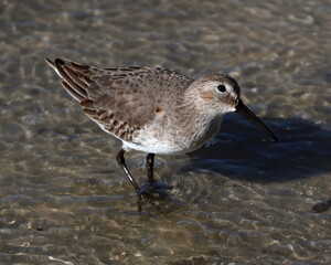 Close up of a curious Ruddy turnstone in it's winter plumage wading the shoreline. Arenaria interpres.