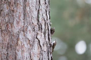 Eurasian Treecreeper - Waldbaumläufer - Certhia familiaris ssp. corsus, France (Corsica)