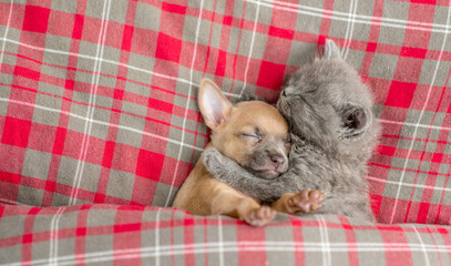 Fototapeta na wymiar Cute tiny kitten hugs toy terrier puppy. Pets sleep under blanket on a bed at home. Top down view. Empty space for text