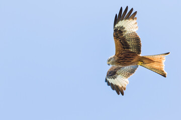 Red Kite - Rotmilan - Milvus milvus, France (Corsica), adult