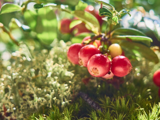 Red ripe lingonberry on natural forest background